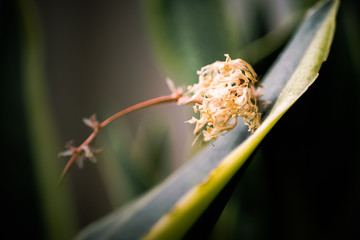 Bogenhanf Sansevieria trockene Blüte