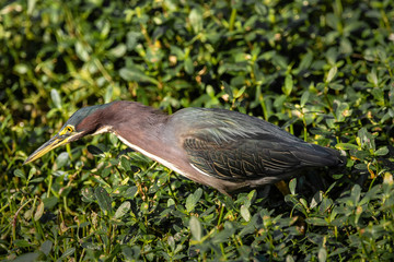 Adult Green Heron (BUTONIDES viscens) hunting prey