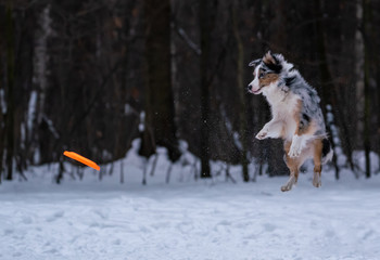 Fototapeta na wymiar Dog Australian Shepherd catches orange disc in the snow