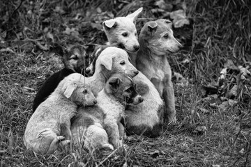 homeless dog once upon a dog without love