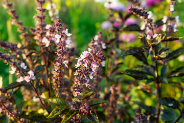 Lemon basil Hoary basil Hairy basil tree and seeds. Close up