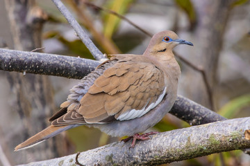 White-winged Dove (ZENAIDA asiatica)