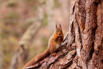Red squirrel, Sciurus vulgaris in Scotland