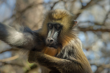 Portrait of Mandrill