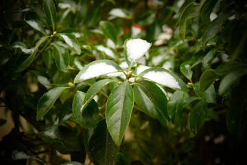 green plant in the garden