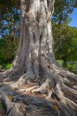  tree park plant