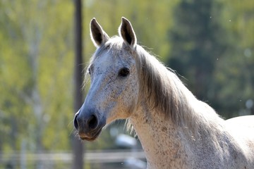 portrait of a horse in the spring