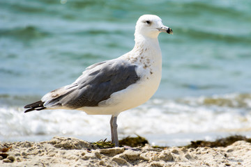 Seagull portrait against sea shore. Close up view of white bird seagull sitting by the beach.