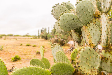 cactus