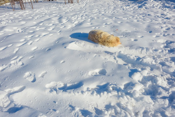The dog is light colored in the snow. Animal. The texture of the snow surface. Human footprints in the snow. Winter. Rest in Crimea. Crimean mountains. Footwear prints.