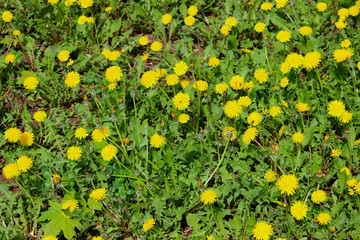 Bright Yellow Dandelion Growing On A Lawn. Beautiful Nature Background.