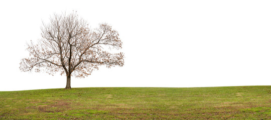 Isolated tree without leaves on white background with green grass lawn in winter. Copy space.