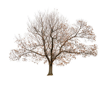 Isolated tree without leaves on white background.