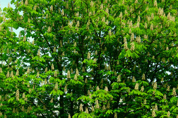 Abstract Nature Background. Botanical Beauty. Cropped Shot Of Chestnut Tree.
