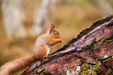 Naklejka na ściany i meble Red squirrel, Sciurus vulgaris in Scotland