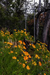 Obraz premium Amancay wildflowers in Patagonia 