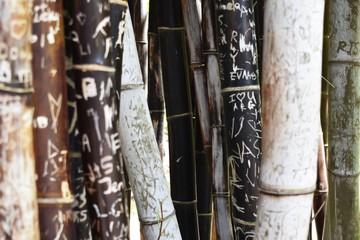 Closeup of bamboo with carvings