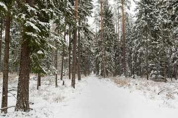 Fototapeta premium winter forest landscape with snow