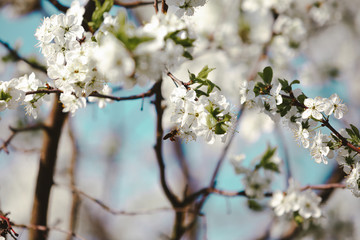 Blooming cherry tree. Blossoming branch of cherry tree against blurred cian sky background. Flying bee. Daylight