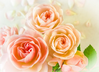 Delicate roses and petals on a white background in the sunlight. Perfect for background greeting card for wedding, birthday, Valentine's Day, Mother's Day.