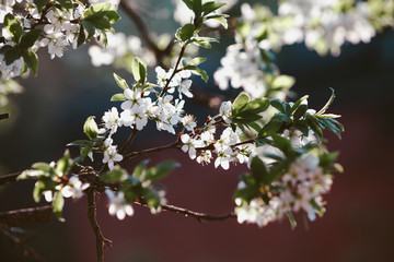 Blooming cherry tree. Blossoming branch of cherry tree against blurred purple background. Evening light