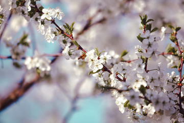 Blooming cherry tree. Blossoming branch of cherry tree against blurred sky with flying bee background. Daylight. Cyan and pink toning