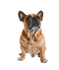 Obraz premium Cute French bulldog on white background. Funny pet