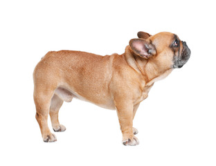 Fototapeta premium Cute French bulldog on white background. Funny pet