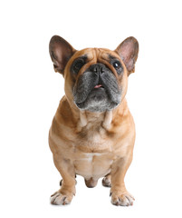 Cute French bulldog on white background. Funny pet