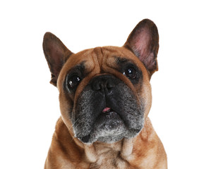 Cute French bulldog on white background. Funny pet
