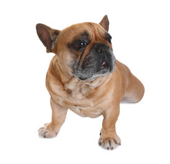 Obraz premium Cute French bulldog on white background. Funny pet
