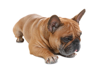 Obraz premium Cute French bulldog on white background. Funny pet