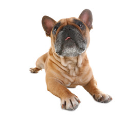 Cute French bulldog on white background. Funny pet