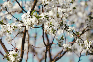 Blooming cherry tree. Blossoming branches of cherry tree against blurred cian sky background. Flying bee. Daylight