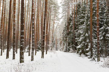 winter forest landscape with snow