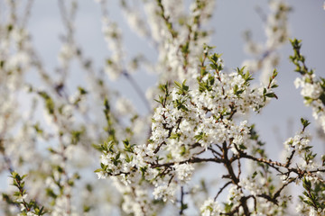 Blooming cherry tree. Blossoming branches of cherry tree against blurred spring garden background