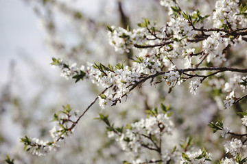 Blooming cherry tree. Blossoming branches of cherry tree against the background of a blurred spring garden