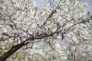 Blooming cherry tree. Flowering branch of the spring tree against the background of the spring garden