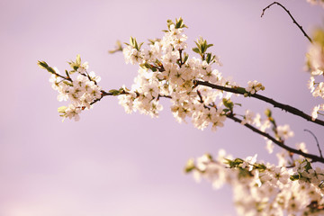 Blooming cherry tree. Lonly blossoming branch of cherry tree against blurred  pink background with copyspace