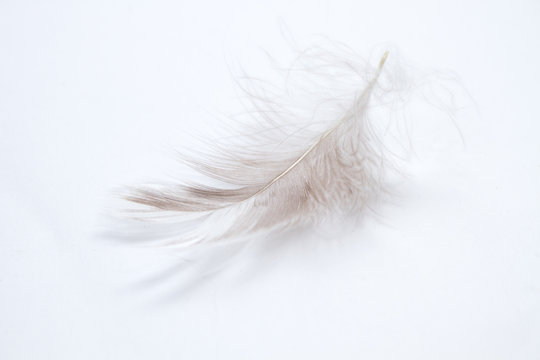 Goose feather on gray background. Close-up