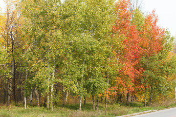 Naklejka premium autumn forest