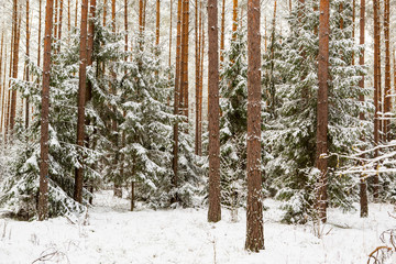 Fototapeta premium winter forest landscape with snow