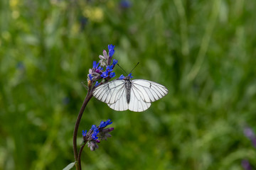 Pieridae / Alıç Kelebeği / Black-veined White / Aporia crataegi