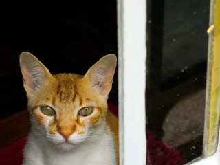 Gato Theo IMG_2664