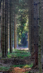 Fototapeta premium Dark pine plantation, sunlight falls in a clearing at the end the rows of trees