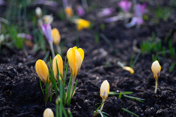 Dwarf Iris In bloom, spring flowers