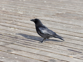Corneille noire (Corvus corone)