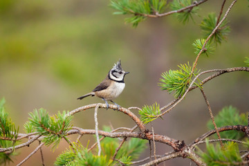 Crested tit, Lophophanes cristatus  on the branch