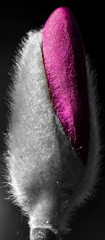 Detailed macro photo of a budding pink magnolia tree flower, with the petals pink and the rest black and white.