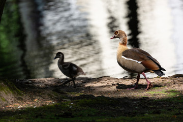 Bird in park